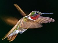 Humming Bird In Flight : 090629, Humming Birds